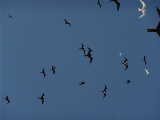 Seabirds can travel hundreds of kilometres - but there are huge differences between species such as these frigatebirds and terns