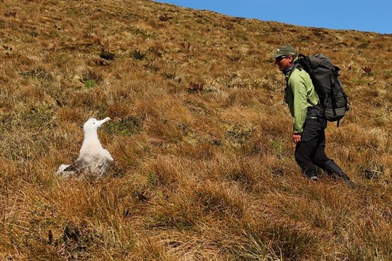 Tristan albatross chick curiously eyeing RSPB scientist Steffen! (J.Cleeland)