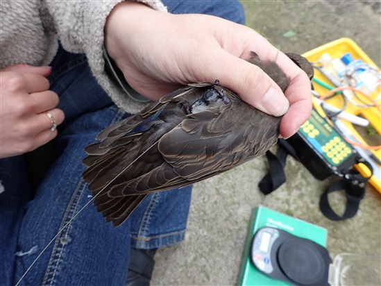 Juvenile starling fitted with satellite tag. Photo by David Buckingham (rspb.org.uk)