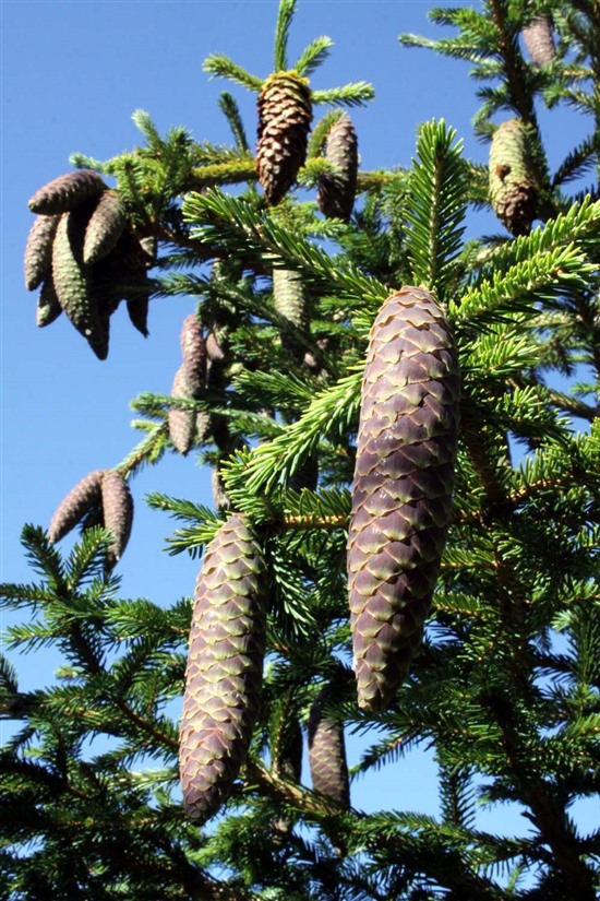Norway spruce cones. Photo by Ron Summers.