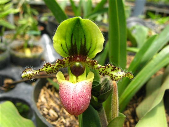 Although many species are in cultivation, tropical Asian slipper orchids Paphiopedilum spp. are some of the most threatened by the specialist trade, where consumer preferences are for rare species. (A.Hinsley)