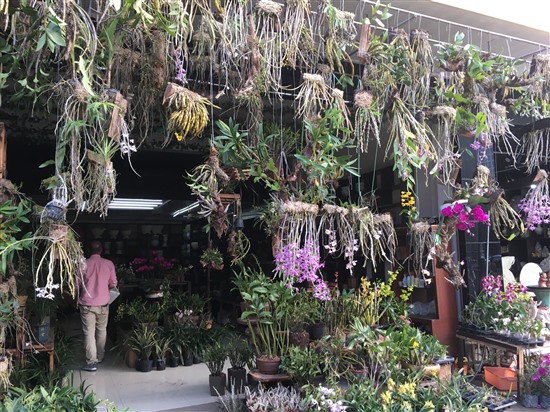 A market stall in China selling a range of wild and cultivated orchid species for the ornamental market (A.Hinsley)