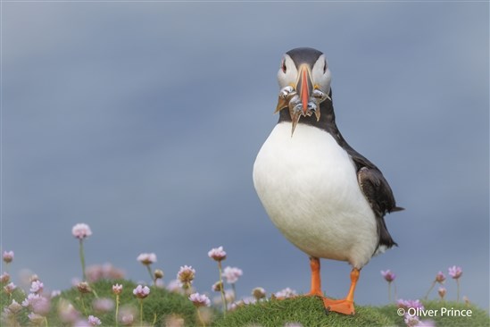 Puffin with fish. Image by Oliver Prince.