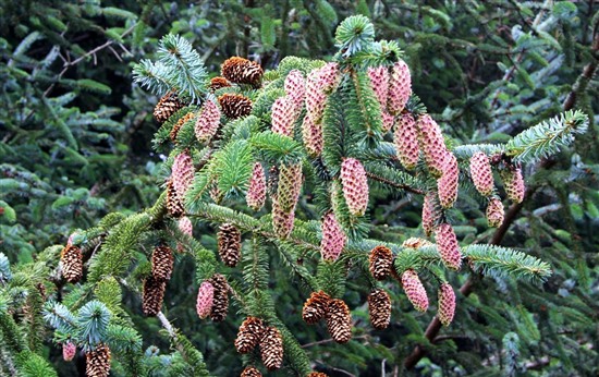 Sitka spruce cones. Photo by Ron Summers.