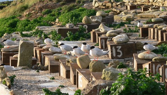 Roseate tern nest box terraces. Image by Paul Morrison (rspb-images.com)