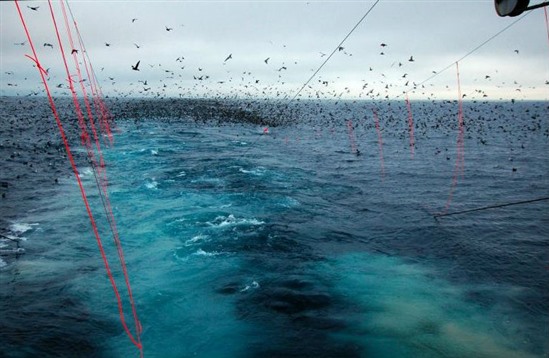  Measures to reduce seabird bycatch such as these 'tori' (or 'streamer') lines behind a boat in Alaska can be implemented across the entire ocean and therefore benefit even wide-ranging seabirds