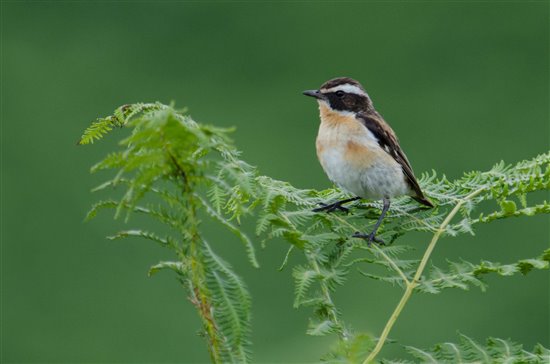 Male whinchat. Image by Tim Melling (rspb.org.uk)