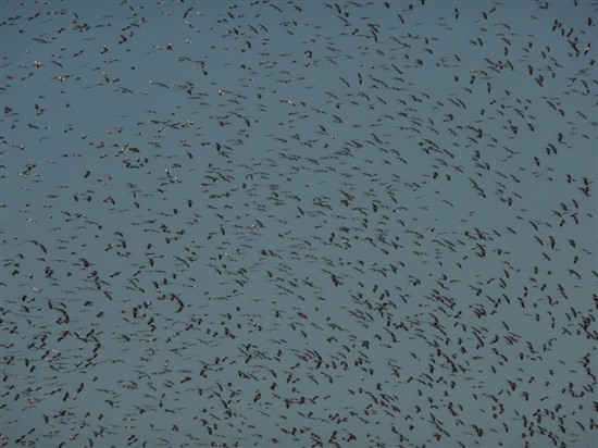 White Storks on migration over Sarimazi, Turkey