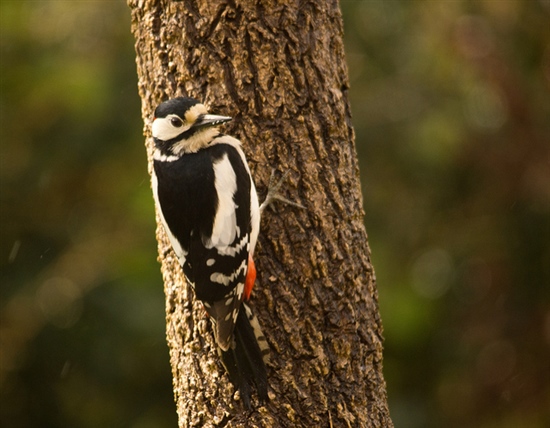 Female Great Spotted Woodpecker