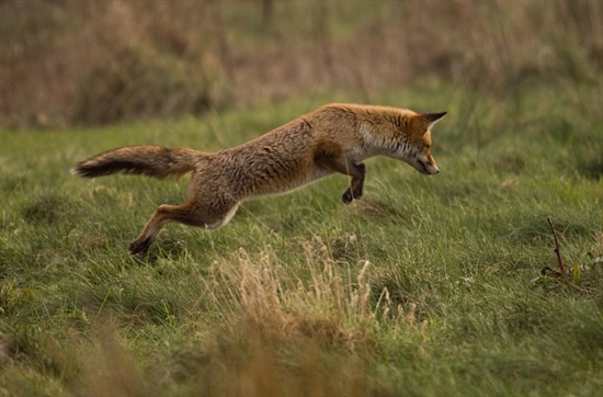 Leaping Fox