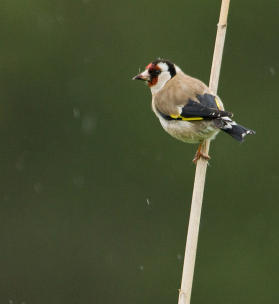 Goldfinch