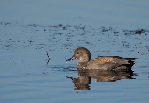 Gadwall