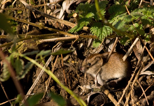 Bank Vole