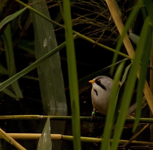 Bearded Tit