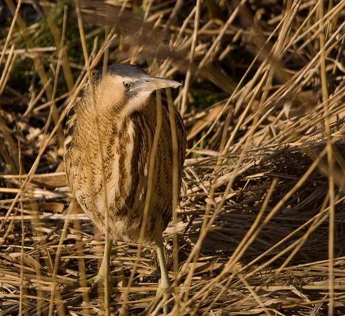 Bittern