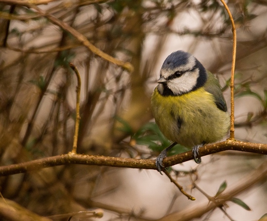 Blue Tit