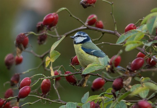 Blue Tit