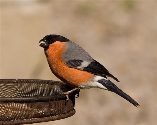 Male Bullfinch