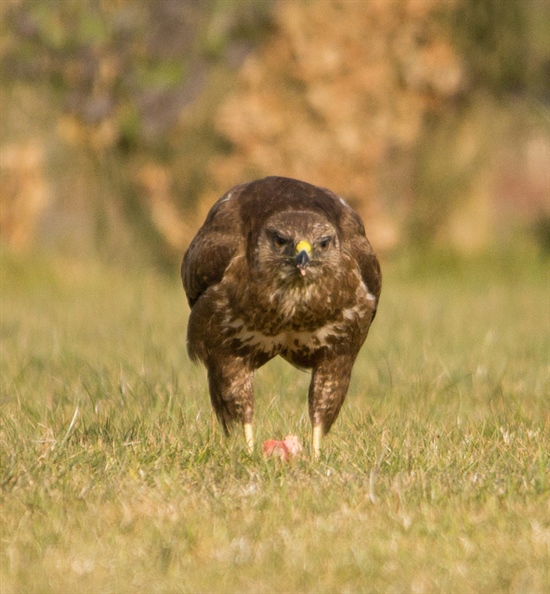 Buzzard