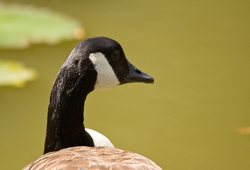 Canadian Goose