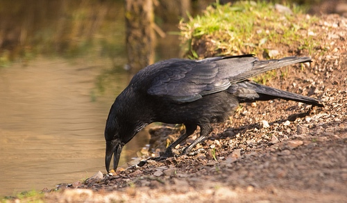 Carrion Crow