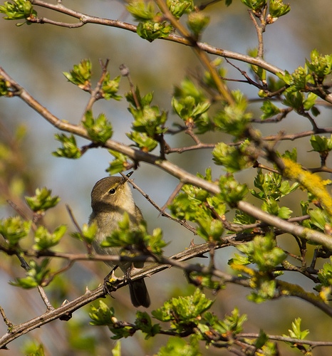 Chiffchaff