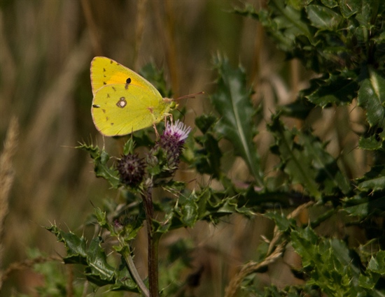 Clouded Yellow Butterfly