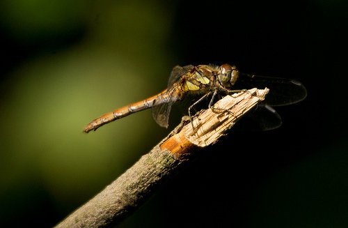 Common Darter