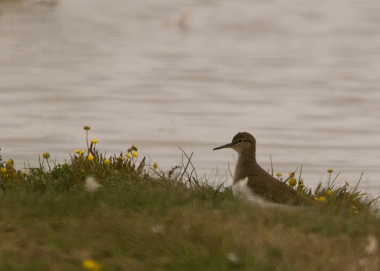 Common Sandpiper