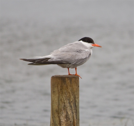 Common Tern