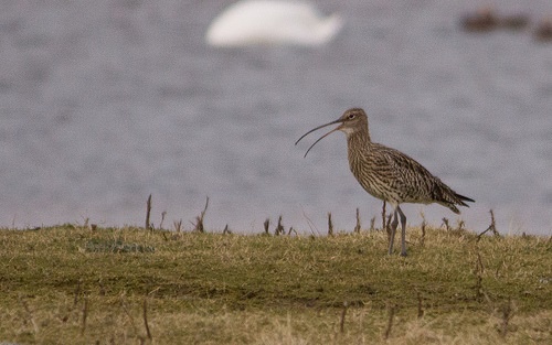 Curlew Calling