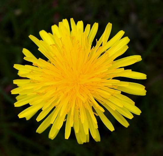 Dandelion