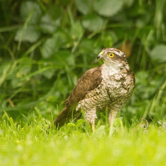 Female Sparrowhawk