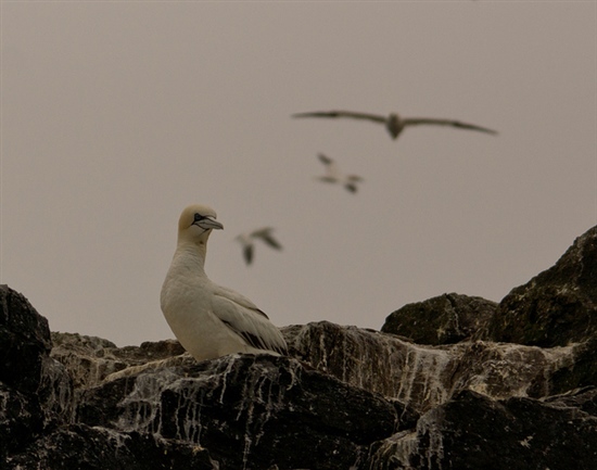 Gannet