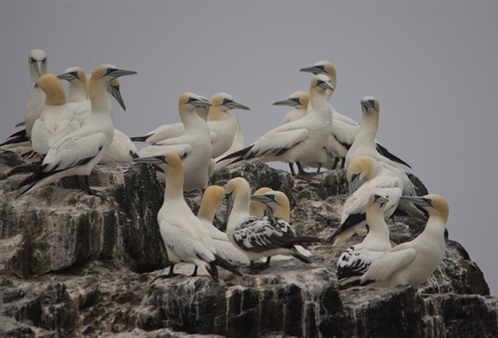 Gannets