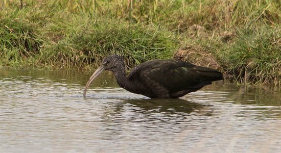 Glossy Ibis