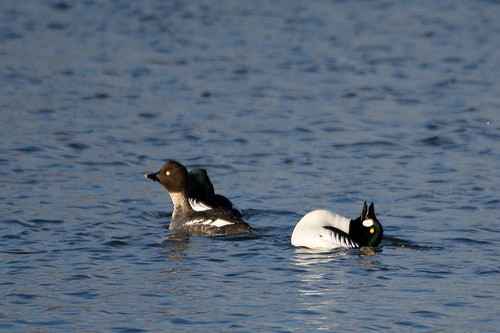 Goldeneye Displaying