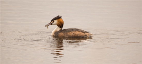 Great Crested Grebe