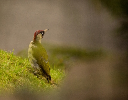 Green Woodpecker