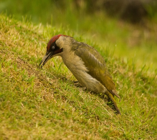 Green Woodpecker