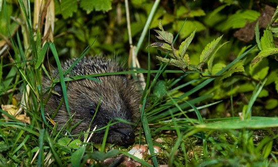 Hedgehog