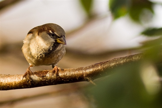 House Sparrow