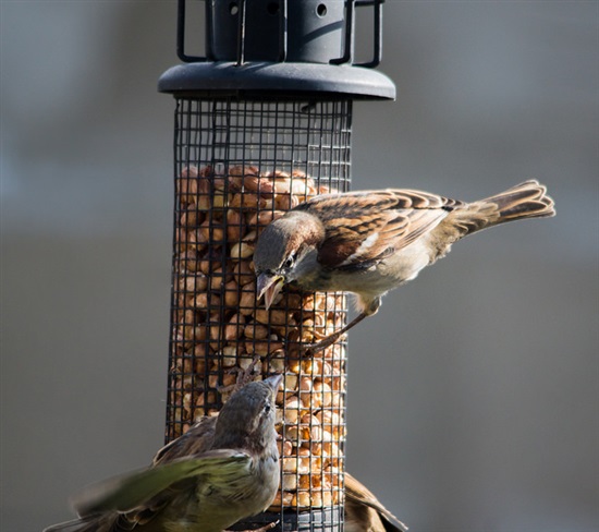 House Sparrows