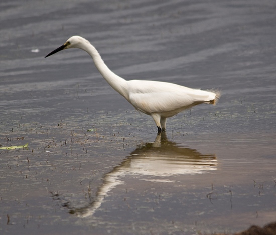 Little Egret