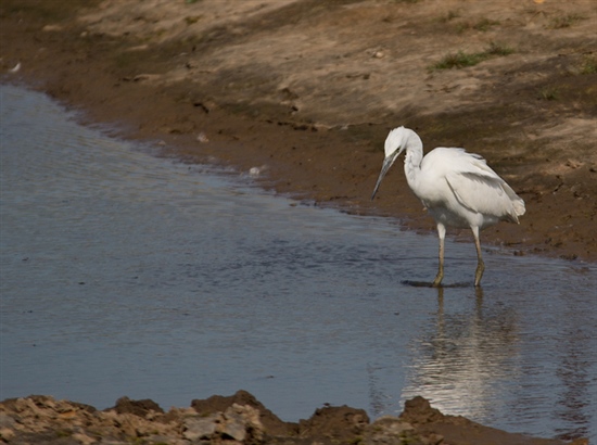 Little Egret