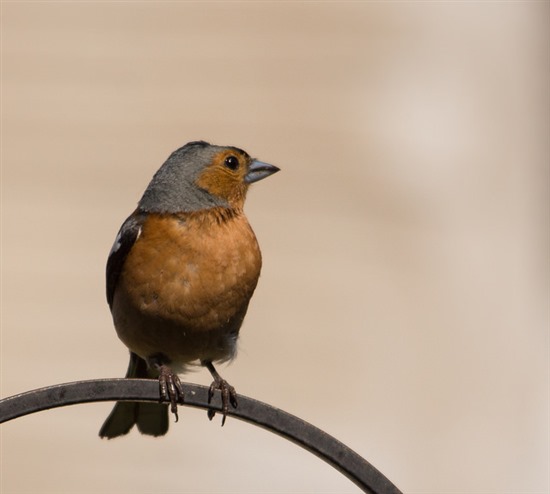 Male Chaffinch