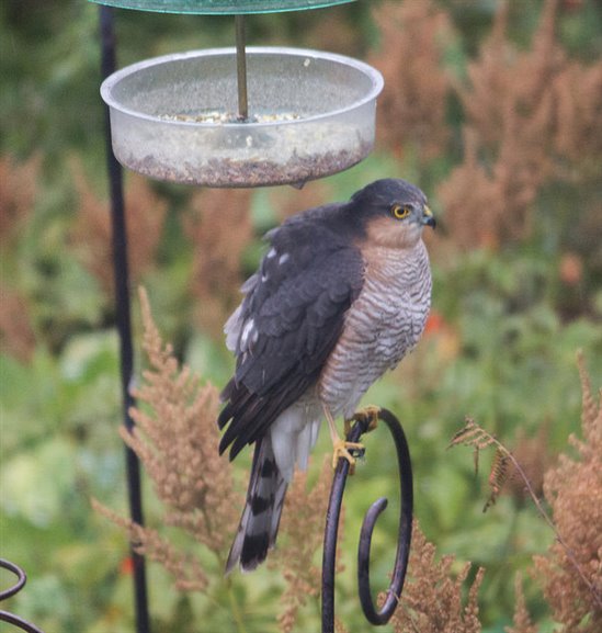 Male Sparrowhawk