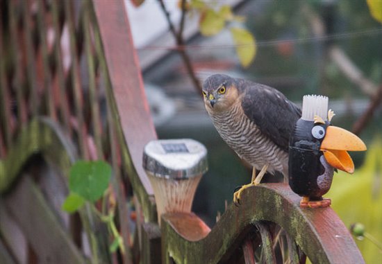 Male Sparrowhawk