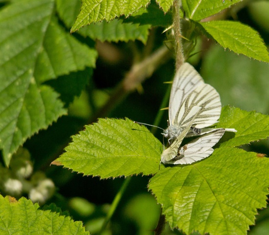 Mating Green Veined White Butterflies