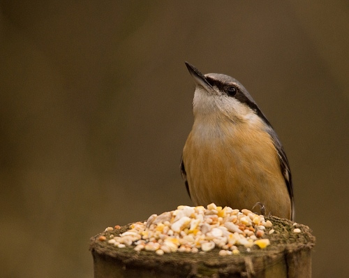 Nuthatch